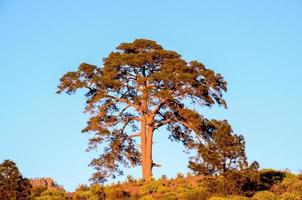 Tree on a hill photo