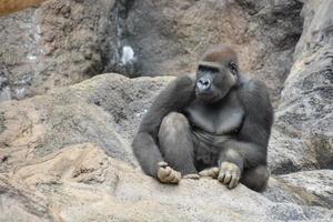un gorila descansando en un rock foto