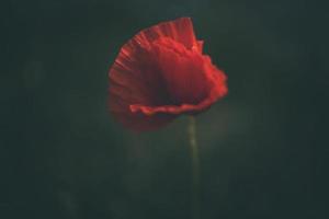 red poppy on a green background in the natural environment photo