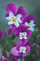 background with spring colored pansies in close-up photo