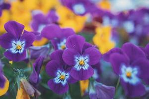 background with spring colored pansies in close-up photo