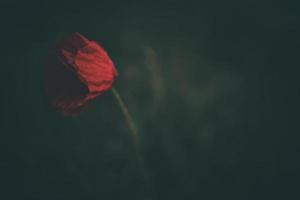 red poppy on a green background in the natural environment photo