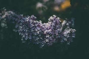 purple lilac among the green leaves on the bush in the spring garden photo