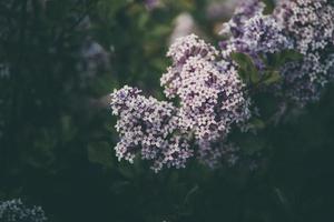 púrpura lila entre el verde hojas en el arbusto en el primavera jardín foto