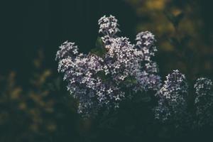 purple lilac among the green leaves on the bush in the spring garden photo