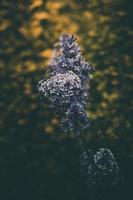 purple lilac among the green leaves on the bush in the spring garden photo