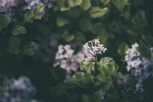 purple lilac among the green leaves on the bush in the spring garden photo