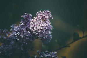 púrpura lila entre el verde hojas en el arbusto en el primavera jardín foto