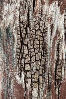 interesting original natural background from an old brownish tree trunk in close-up photo