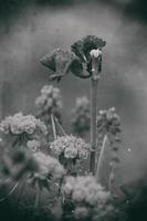 tulip bloomed in the spring garden photo