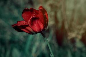 rojo tulipán con agua gotas en el jardín foto