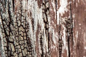 interesting original natural background from an old brownish tree trunk in close-up photo