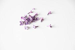 púrpura lila flores acostado en un blanco aislado antecedentes en de cerca foto