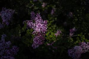 púrpura lila entre el verde hojas en el arbusto en el primavera jardín foto