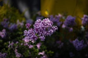 púrpura lila entre el verde hojas en el arbusto en el primavera jardín foto