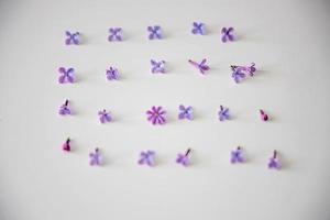 purple lilac flowers lying on a white isolated background in close-up photo