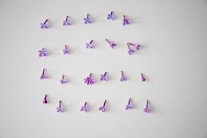 purple lilac flowers lying on a white isolated background in close-up photo