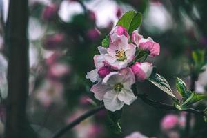 white-pink apple blossoms on the tree on a warm summer day photo