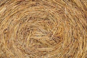 Yellow dry hay photo