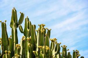 un grupo de cactus foto