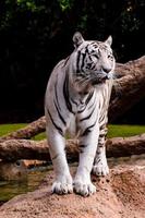 tigre blanco en el zoológico foto