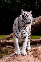 White tiger in the zoo photo