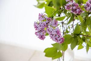 hermosa ramo de flores de púrpura lila con verde hojas en un blanco aislado antecedentes foto