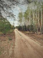 forest landscape with dirt road and trees on a cloudy spring day photo