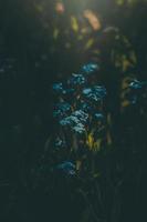 blue forget-me-not flowers among the green tall grass photo