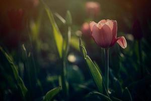 primavera tulipán creciente fuera de en el jardín debajo el calentar rayos de el primavera Dom en de cerca foto