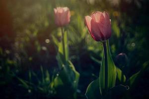 primavera tulipán creciente fuera de en el jardín debajo el calentar rayos de el primavera Dom en de cerca foto