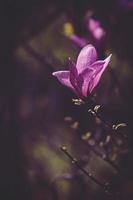 pink magnolia flower blooming on the garden tree on a warm spring day photo