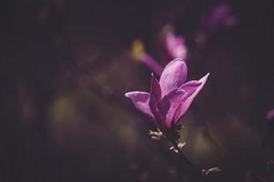 pink magnolia flower blooming on the garden tree on a warm spring day photo