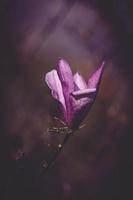 pink magnolia flower blooming on the garden tree on a warm spring day photo