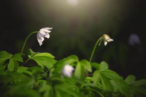 little white anemone on a background of green leaves in the woods in the rays of the spring sun photo