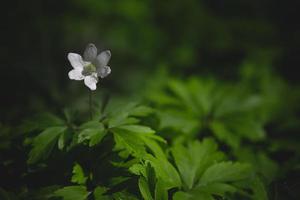little white anemone on a background of green leaves in the woods in the rays of the spring sun photo