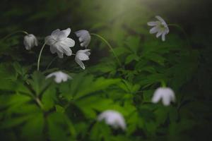 little white anemone on a background of green leaves in the woods in the rays of the spring sun photo