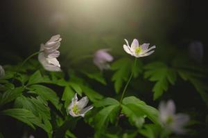 little white anemone on a background of green leaves in the woods in the rays of the spring sun photo