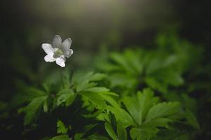 little white anemone on a background of green leaves in the woods in the rays of the spring sun photo