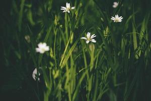 hermosa pequeño blanco primavera flores creciente en alto hierba césped foto