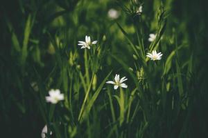 hermosa pequeño blanco primavera flores creciente en alto hierba césped foto