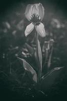 spring tulip growing outside in the garden under the warm rays of the spring sun in closeup photo