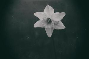 photo of a single spring daffodil in a retro style garden