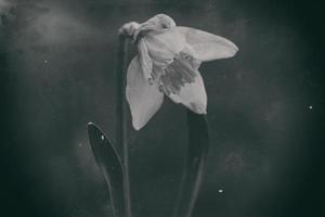 photo of a single spring daffodil in a retro style garden