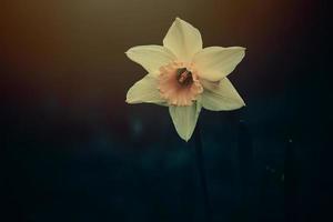 yellow daffodil in the spring garden in close-up photo