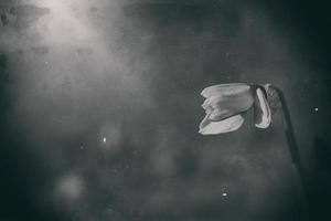 photo of a single spring daffodil in a retro style garden