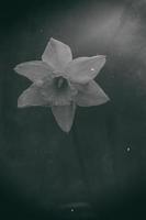 photo of a single spring daffodil in a retro style garden