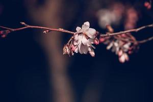 primavera árbol floreciente en rosado en de cerca al aire libre en el calentar Brillo Solar foto