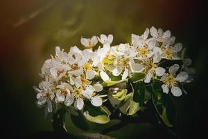 blanco flores de un Fruta árbol cierne en primavera foto