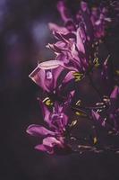 pink magnolia flower blooming on the garden tree on a warm spring day photo